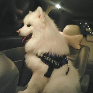 国产又粗又长又硬又大毛苴茸图片
